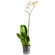 White Phalaenopsis orchid in a pot. Mogilev