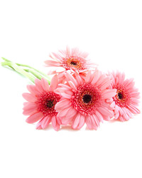 Pink Gerberas