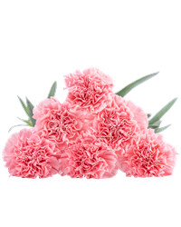 Pink Carnations